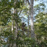 Silver Springs, macaque rhésus - ETAPE 3 Floride Ocala