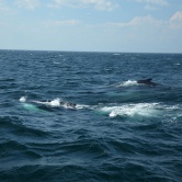 Portland, balade en mer et rencontre avec les baleines