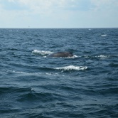 Portland, balade en mer et rencontre avec les baleines