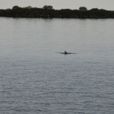 Fort Island Beach, dauphin à l'horizon - ETAPE 3 Floride Ocala