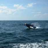 Portland, balade en mer et rencontre avec les baleines