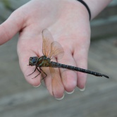 Fort Island Beach, dragonfly - ETAPE 3 Floride Ocala