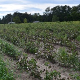 Boone Hall Plantation and Gardens - Sur la route du retour, champ de coton