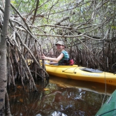 Kayak dans la mangrove - ETAPE 3 Les Everglades